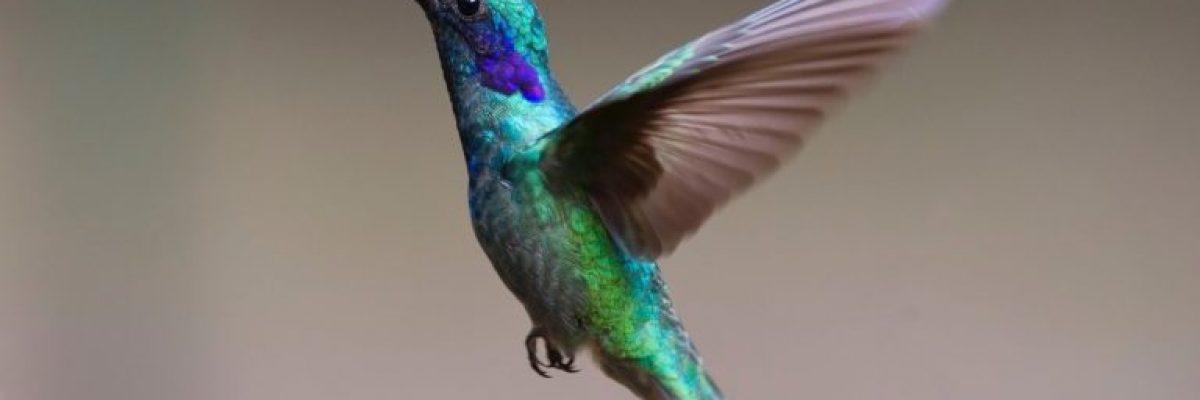 hummingbird-2139279_1920-768x506